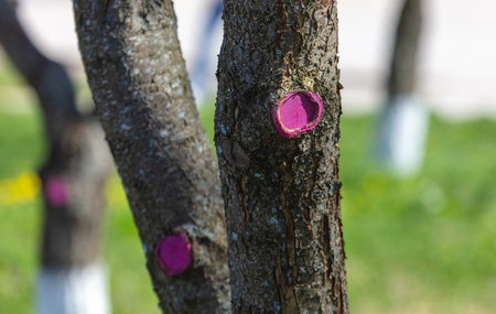 Hemp from cut knots on a tree. Nature in spring in the garden.の写真素材