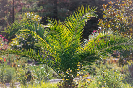 Small green palm tree in tropical nature.の写真素材