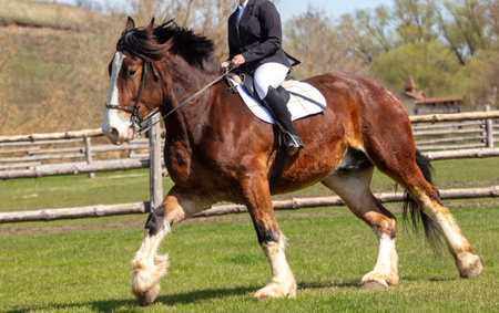 A woman rides a horse in nature.の写真素材