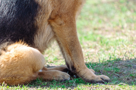 Dog's paw on the ground.の写真素材