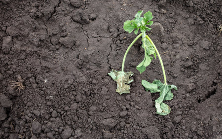 Dying watermelon seedling in the ground. Natureの写真素材