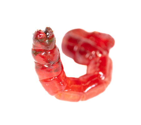 Red bloodworm isolated on white background. macro.