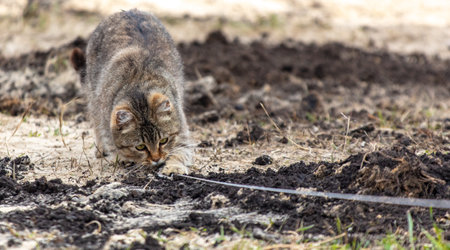 European Shorthair cat on the ground in nature. selective focusの写真素材