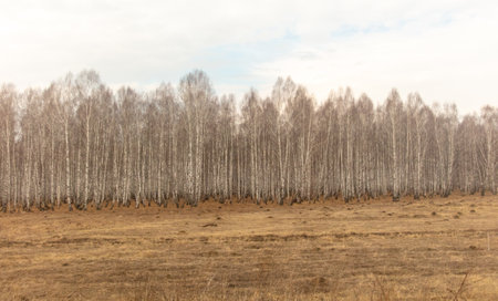 Birch forest in early spring. early spring forest. early spring forest. the first warm days.の写真素材