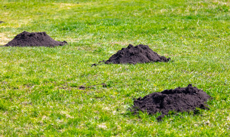 Molehills on the green grass in the spring garden.