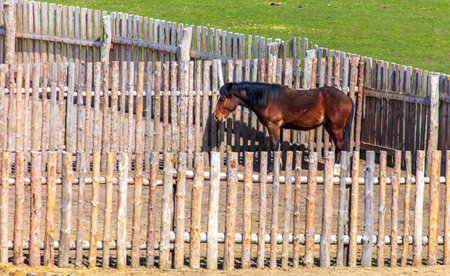 Wooden cattle stables in the paddock in the village.