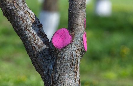 Hemp from cut knots on a tree. Nature in spring in the garden.