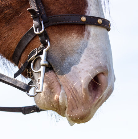 Close up of a horse's nose and bridle in a field.