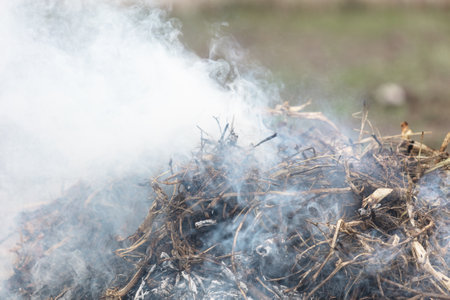 Burning dry grass on the ground in the forest. close-up.の写真素材