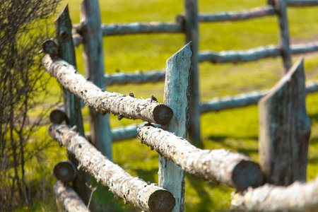 Wooden fence on the green grass in the spring. natural background.の写真素材