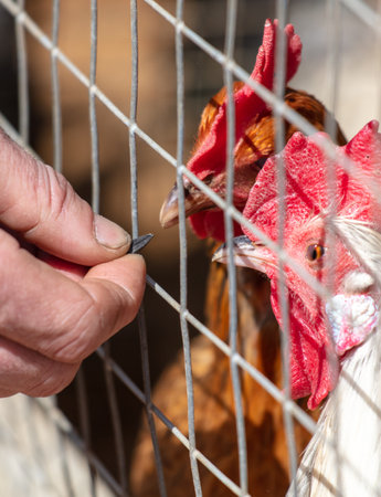 A man feeds seeds to a chicken over a fence.の写真素材