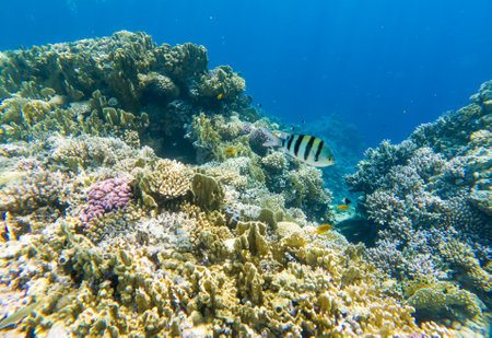 Fishes in a coral reef under the water of the Red Sea.