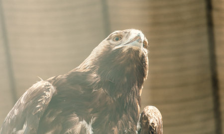 Portrait of an eagle in the zoo. close-up.