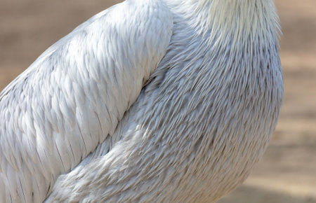Stork feathers as background. close-up.の写真素材