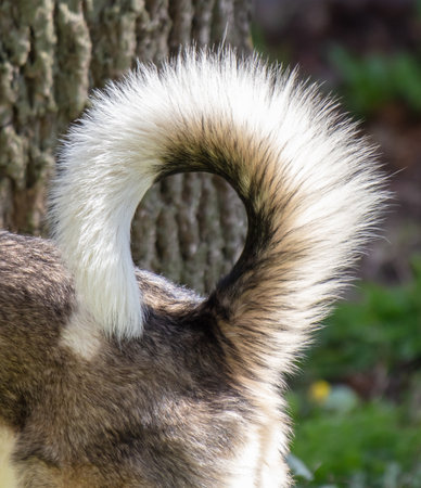 The curled tail of a dog. close-up.の写真素材