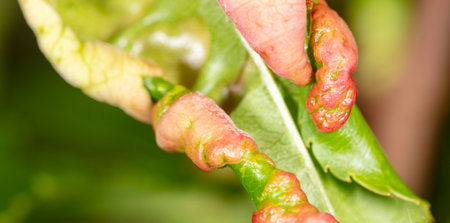 Disease on a green peach leaf. macro.の写真素材