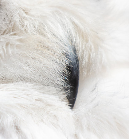Eagle owl beak in feathers. macro.の写真素材