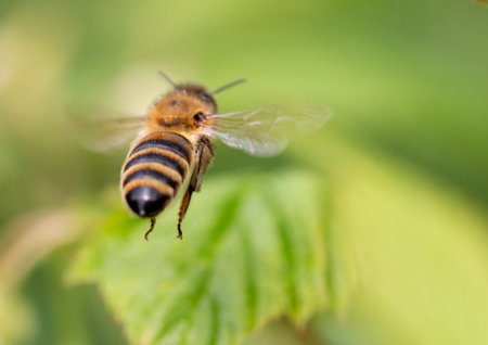 Bee in flight in nature in summer. macro.