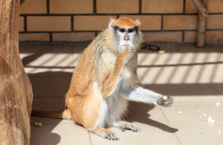 Portrait of a monkey eating in the zoo. close-up.の写真素材