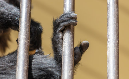 Paws of a black monkey on a metal lattice in a zoo.