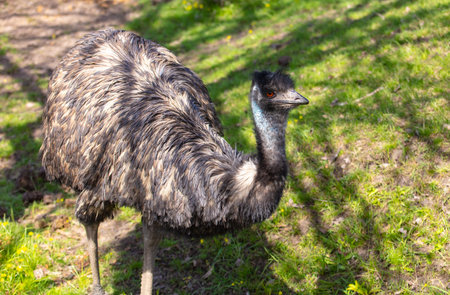 Portrait of an emu (Struthio camelus).の写真素材
