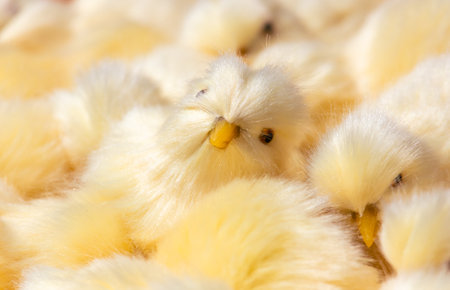 chickens on the farm, close-up.の写真素材