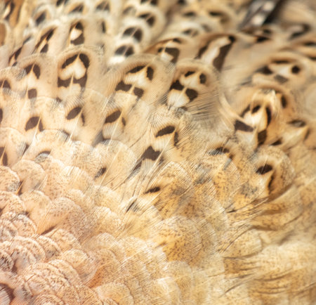 Eagle owl feathers as an abstract background. texture.の写真素材