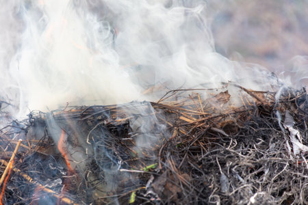 Burning dry branches in the forest, close-up, macroの写真素材