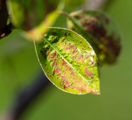 Disease on green pear leaves in nature.の写真素材