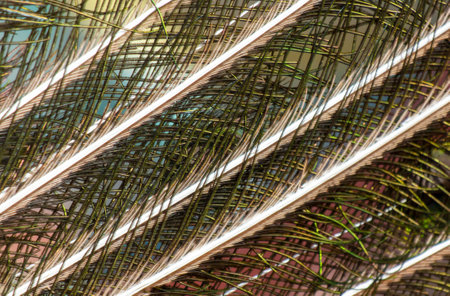 Feathers on the tail of a peacock as an abstract background. texture.の写真素材