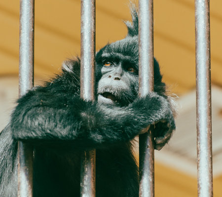 Portrait of a black monkey behind a fence in a zoo. close-up.の写真素材