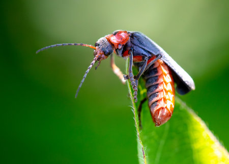 Beetle on a green plant in nature. macro.