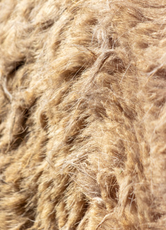 Old wool on the beast as a background. texture.の写真素材