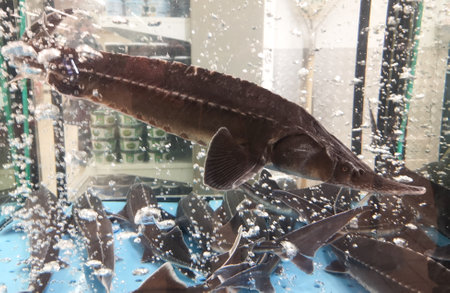 Sturgeon fish swims in the aquarium.