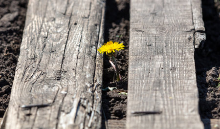 Yellow dandelion grows on a wooden path.