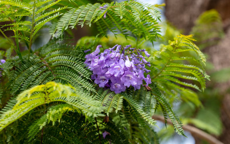 Blue jacaranda flowers on tree branches. Nature.の写真素材