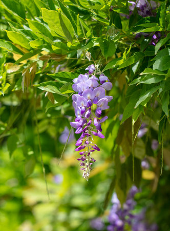 Blue jacaranda flowers on tree branches. Nature.の写真素材