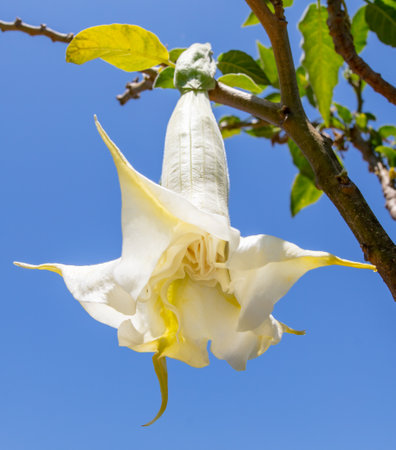 Brugmansia flower against a blue sky. close-up.の写真素材