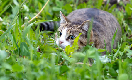 Portrait of a cat in green grass in nature.