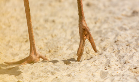 Close-up of a bird's paw on sandy ground.の写真素材