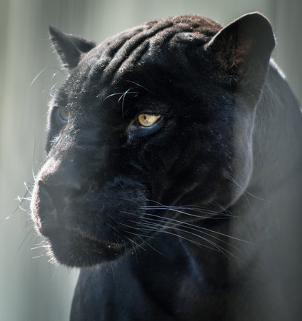 Portrait of a black panther in the zoo.の写真素材