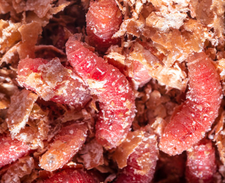 Red maggot worms in sawdust. Macroの写真素材
