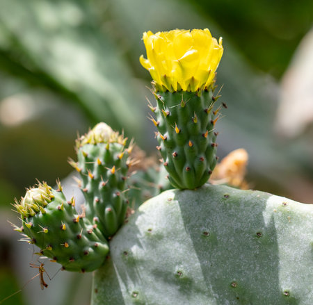 Yellow flowers on a cactus. Nature.の写真素材