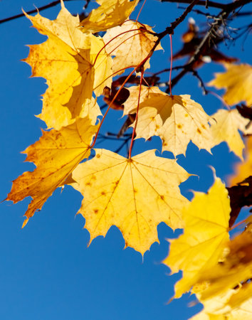 Autumn maple leaves against the blue sky. Nature.