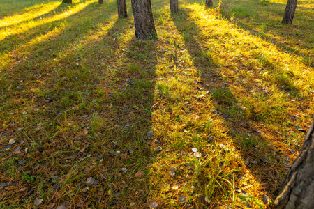 The shadow from the trees on the grass in the autumn forest. background