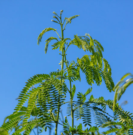 Jacaranda leaves on tree branches. Nature.の写真素材