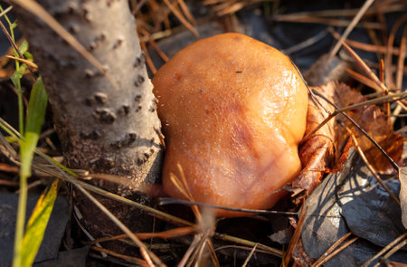 Honey mushrooms grow in the autumn forest. close-up.