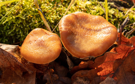 Honey mushrooms grow in the autumn forest. close-up.の写真素材