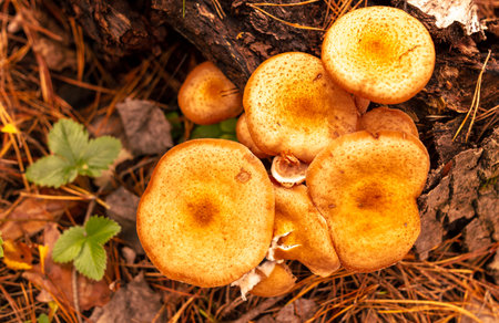 Honey mushrooms grow in the autumn forest. close-up.の写真素材