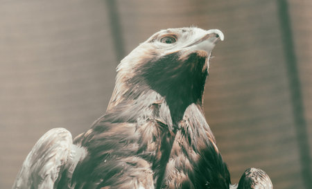 Portrait of an eagle in the zoo. close-up.の写真素材